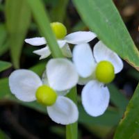 オモダカ,睡蓮鉢,山野草,季節を楽しむ,在来種の画像