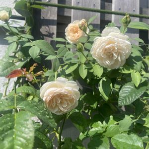 薔薇 レッチ・フィールド・エンジェル,鉢植え,フロントガーデン,玄関アプローチの画像