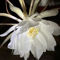 月下美人,癒される,綺麗,妖艶,ありがとう♡の画像