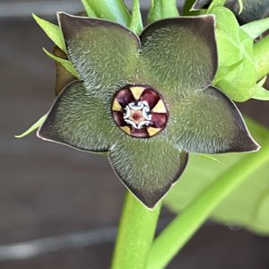マテレア シクロフィラ,多肉植物,塊根植物,コーデックス,花のある暮らしの画像