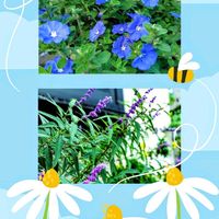 アメリカンブルー,アメリカンブルー,アメジストセージ,アメジストセージ,花のある暮らし♡の画像