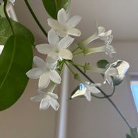 マダガスカルジャスミン,その他部屋の画像