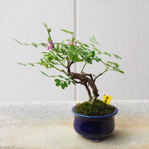 盆栽,小品盆栽,山野草,バルコニー/ベランダの画像