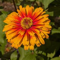 ジニア,百日草,お花,ウォーキングにての画像