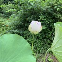ハス,アスパラガス,蓮　一天四海,蓮　一天四海,獣害防止用電気柵の画像