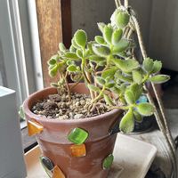 熊童子,残念なお知らせの画像