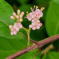 コムラサキ,コムラサキ,ピンクの花,登山,木に咲く花の画像