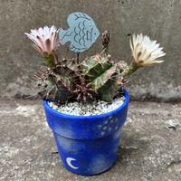 サボテン,ギムノカリキウム ミハノビッチ,幸運牡丹玉,幸運牡丹玉,ギムノカリウム　ミハノビッチの画像
