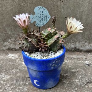 サボテン,ギムノカリキウム ミハノビッチ,幸運牡丹玉,幸運牡丹玉,ギムノカリウム　ミハノビッチの画像