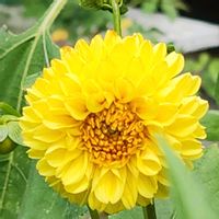 ダリア,キャットミント,ブットレア,我が家の庭,今日の庭からの画像