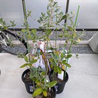 フェイジョア,今日の一枚,おうち園芸の画像