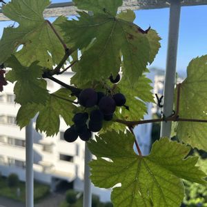 今日の一枚,放置栽培,ナチュラルスタイル,バルコニー/ベランダ,家庭菜園の画像