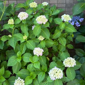 花壇,ピンク,マンションの画像