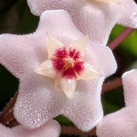 ホヤ・カルノーサ,サクララン,ワックスプラント,つる性植物,多年草の画像