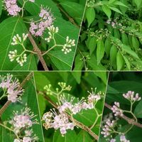 コムラサキ,コムラサキ,散歩,開花,花のある暮らしの画像