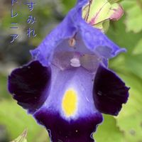 セントポーリア,溢れ種からの花,トレニア  夏すみれ,3年目三回目開花したセントポーリア,新宅2階の寝室窓辺の画像