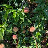 ブルーベリー,モモ,キャベツ,栗のイガ,田舎暮らしの画像