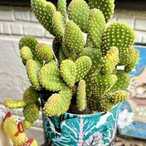 金烏帽子,ミニバラ タマラコルダーナ,リメ缶,今日のお花,月曜日にはバラをの画像