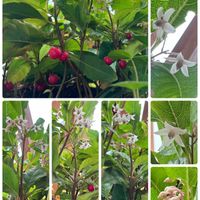ヤブコウジ,ヤブコウジの実,ヤブコウジの花,北海道,風除室の画像