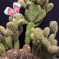 十二の巻,ギムノカリキウム,短毛丸,笹蟹丸,ギンテマリの画像