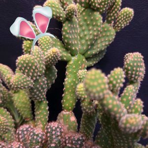 十二の巻,ギムノカリキウム,短毛丸,笹蟹丸,ギンテマリの画像