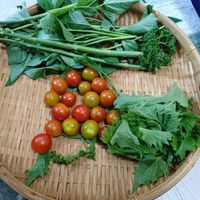 シソ,ニラ,ミニトマト,アスパラ,パセリの画像