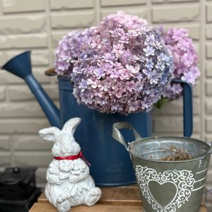 紫陽花 てまりてまり,ガーデン雑貨,ブリキのジョウロ,おうち園芸,小さな庭の画像