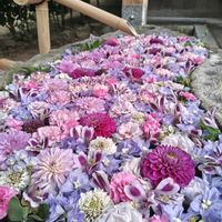 アジサイ,シャクヤク,バラ,フジ,ブルースターの画像