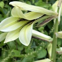 ガマズミ,ウバユリ,ノリウツギ,いもり池,妙高高原の画像
