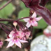 マンリョウ,ワイヤープランツ,マンリョウ　ベニクジャク,小さなお花,暑すぎるぅの画像