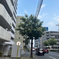 イヌマキの画像