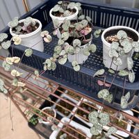 ハートカズラ,ハートカズラ錦,多肉植物,多肉植物のある暮らし,暮らしを楽しむの画像
