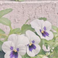 お花,カエル,ビオラ・パンジーの画像