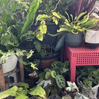 タイム,観葉植物達,ビルベルギア,食虫植物・サラセニア,レックスベゴニアの画像