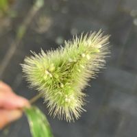 エノコログサ(猫じゃらし),鉢植えブルーベリー,キャット　テイル,モフモフの木曜日,木曜日は木の実の画像
