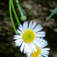 サボテン,ウチワサボテン,ウチワサボテン,エリゲロン,サボテンねこのしっぽの画像