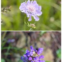ウツボグサ,コウリンカ,ニッコウキスゲ,バイカウツギ,マツムシソウの画像