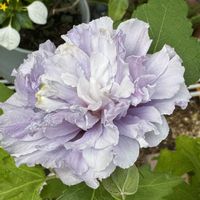コンロンカ,八重咲きのムクゲ,夏の花,季節の花,花のある暮らしの画像