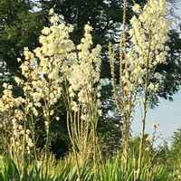 ユッカ,ユッカ,白い花,癒し,ホワイトの画像
