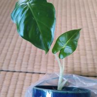 アロカシア・グリーンベルベット,アロカシア・アイボリーコースト,観葉植物,インドアグリーン,葉っぱ好きの画像