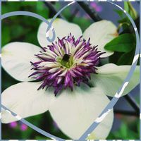 クレマチス,チェリーセージ,クレマチス シーボルディアナ,ガーデニング,ナチュラルガーデンの画像