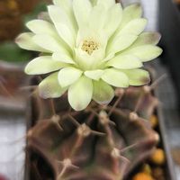 マツバボタン,和光丸,ピンクマーブル,明星,水耕栽培の画像