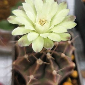 マツバボタン,和光丸,ピンクマーブル,明星,水耕栽培の画像