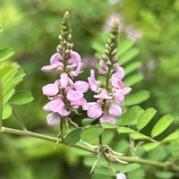 コマツナギ,マメ科,向島百花園,コマツナギ属,木曜日は桃色の画像