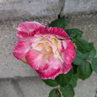 花のある暮らし,今日のお花,花いろいろ,おうち園芸,棚の画像
