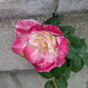 花のある暮らし,今日のお花,花いろいろ,おうち園芸,棚の画像