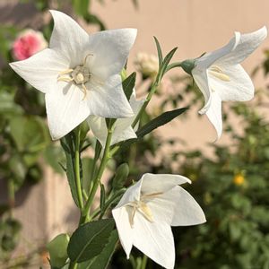 キキョウ,桔梗,ミニバラ 舞娘,鉢植え,白花の画像