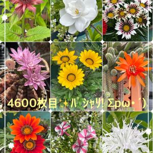 ガザニア,クチナシ,サボテン,白檀,宿根フロックスの画像