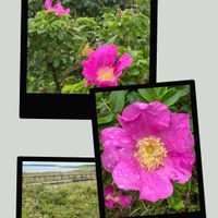 ハマナス,Japanese Rose,ピンクの花,花のある暮らし,緑のある暮らしの画像
