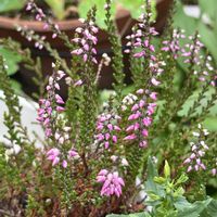 カルーナ,癒される,可愛らしい,花のある暮らしの画像